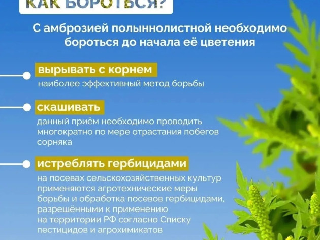 Как бороться с амброзией